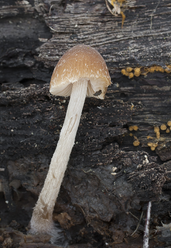 Psathyrella obtusata